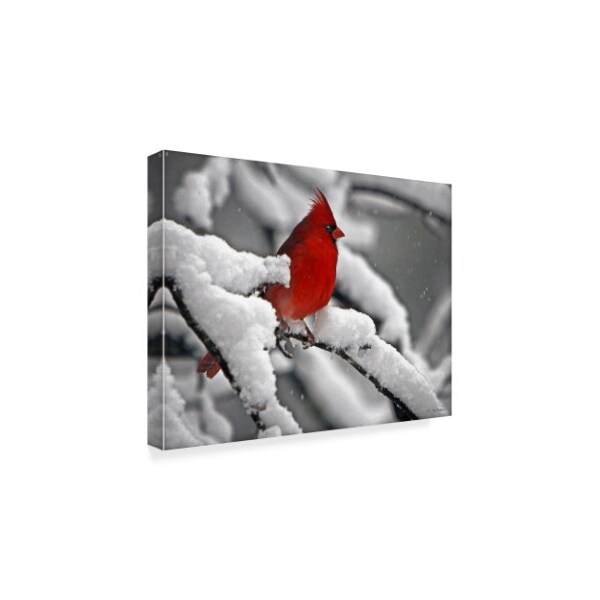 J.D. Mcfarlan 'Cardinal In Snow' Canvas Art,14x19